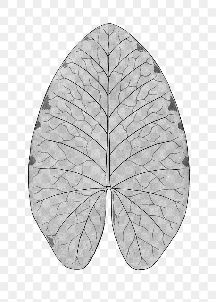 Black and white water lily leaf transparent png design element