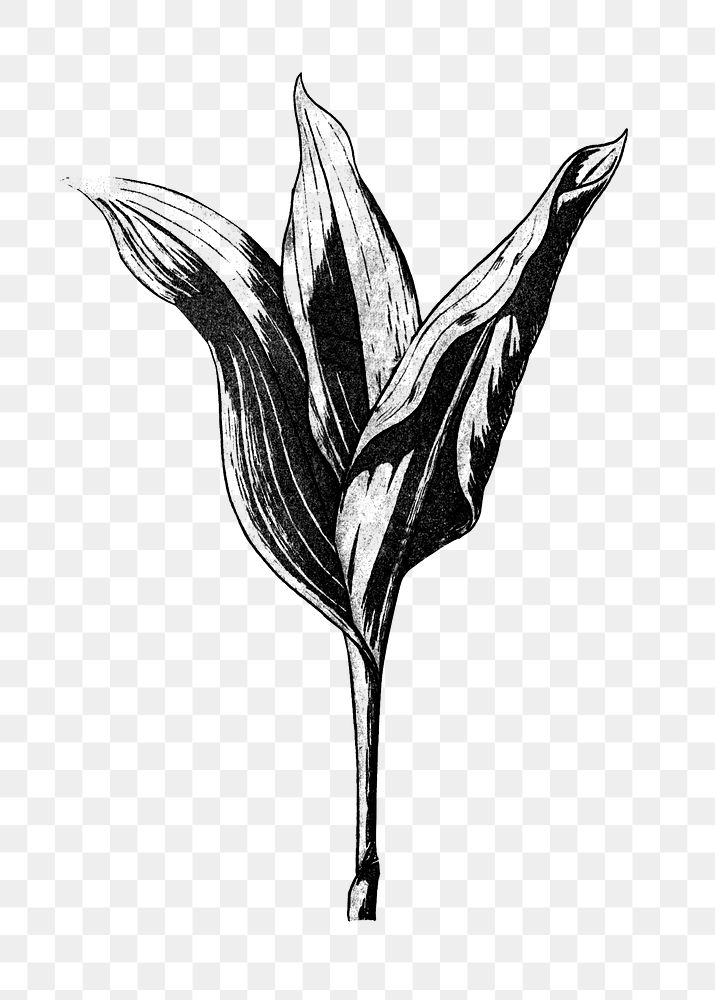 Black and white lily of the valley leaf transparent png design element