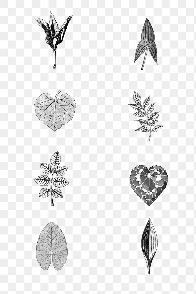 Black and white leaf set transparent png design element