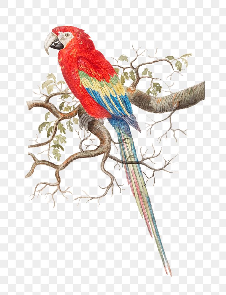 Vintage scarlet macaw bird illustration