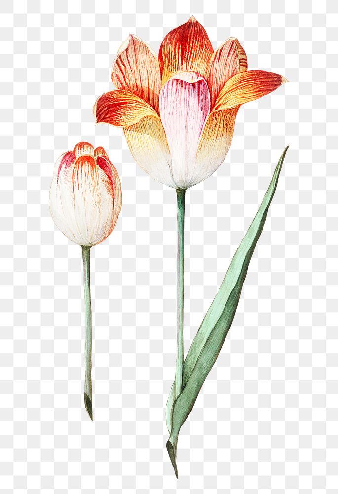 Vintage tulip flower illustration | Premium PNG Sticker - rawpixel