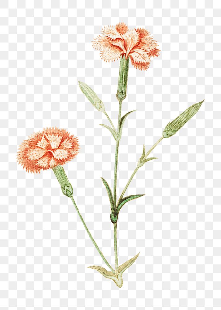Vintage carnation flower illustration