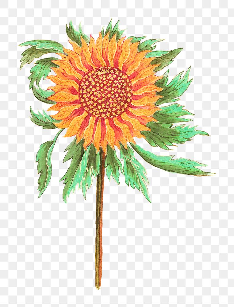 Vintage sunflower flower illustration