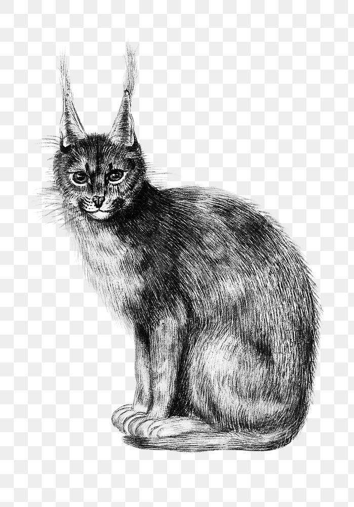 Vintage lynx illustration