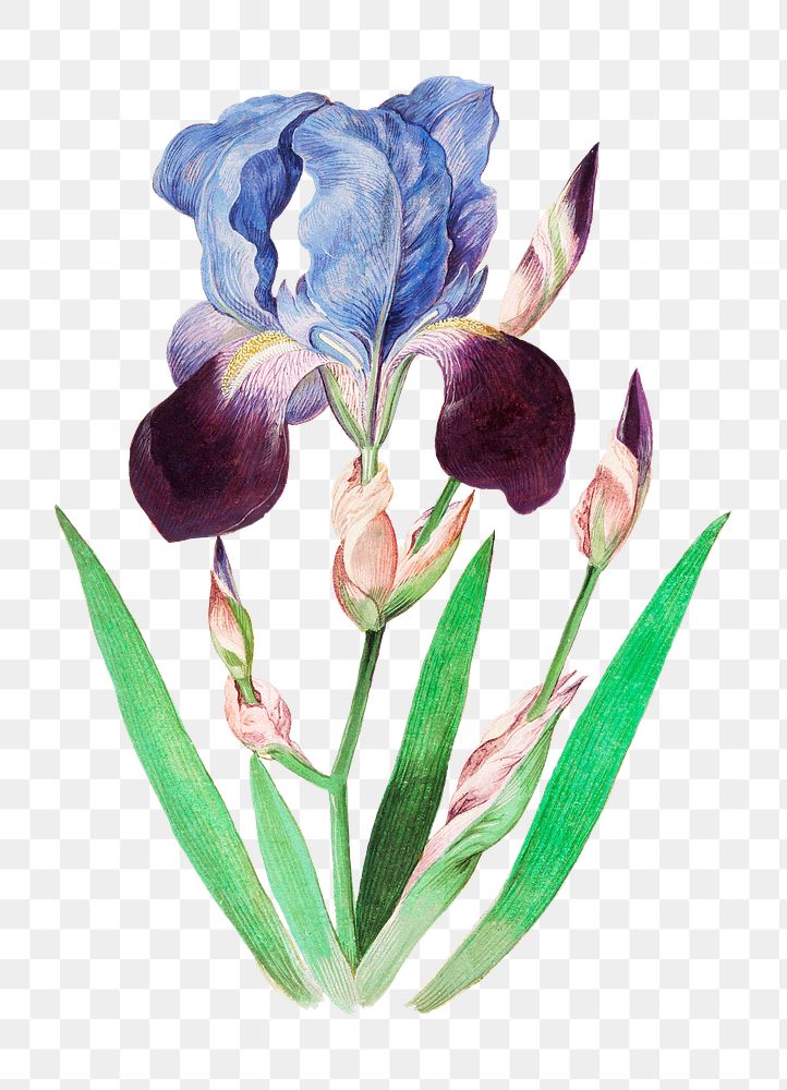 Vintage purple iris flower illustration