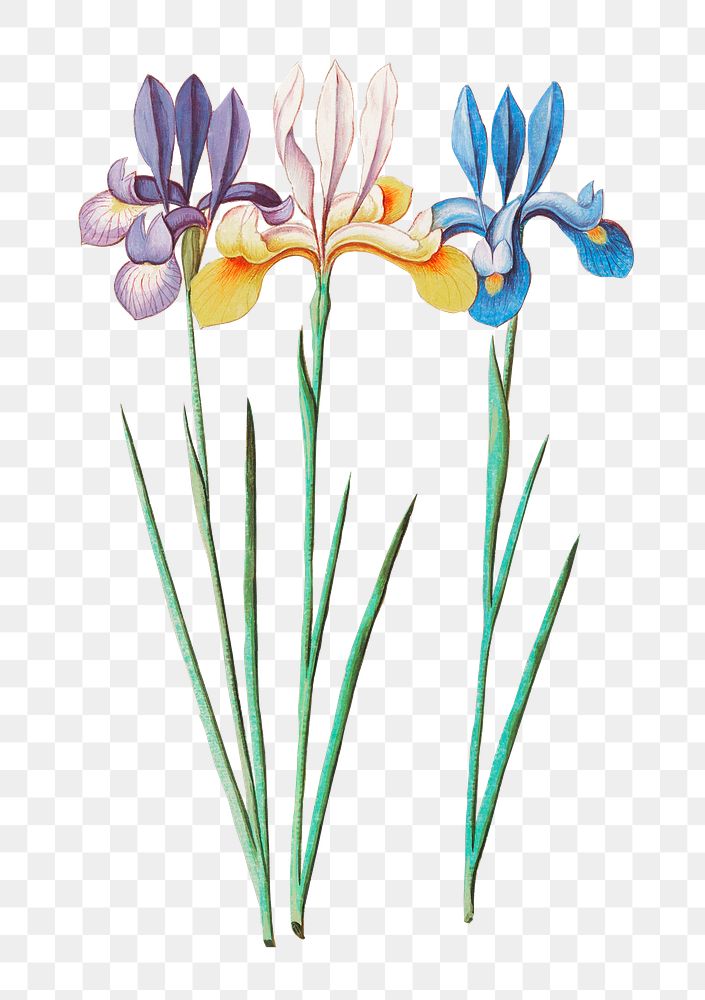 Vintage iris flower illustration