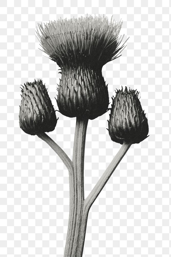 Cirsium Canum (Queen Anne Thistle) enlarged 4 times transparent png