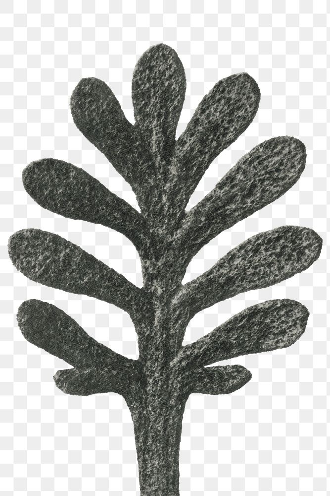 Achillea Umbellata (Yarrow) leaf enlarged 30 times transparent png