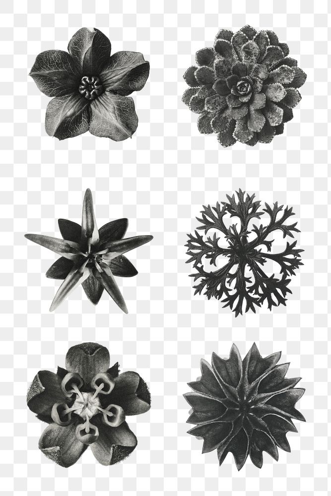 Black and white macro plant photography set transparent png
