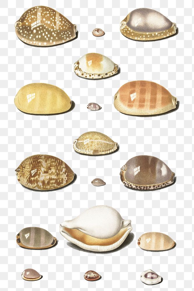 Vintage illustrated cowry shell set transparent png