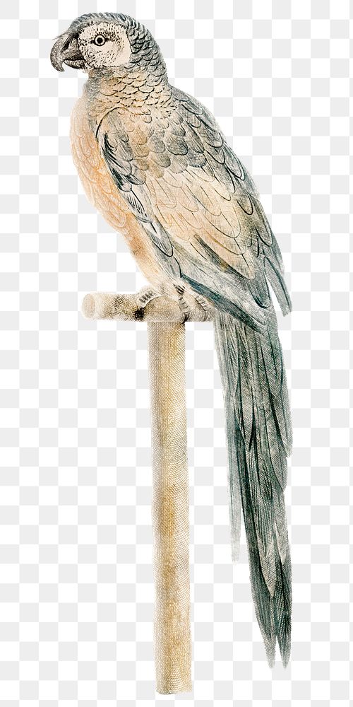 Parrot with wooden stand png sticker hand drawn illustration