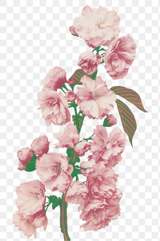 Cherry blossom png sticker, japanese botanical illustration, remix from the artwork of Ogawa Kazumasa