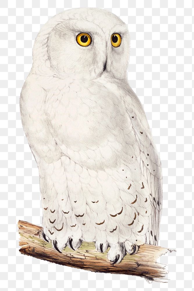 Snowy owl png animal art print, remixed from artworks by John Gould, Edward Lear and Charles Joseph Hullmandel