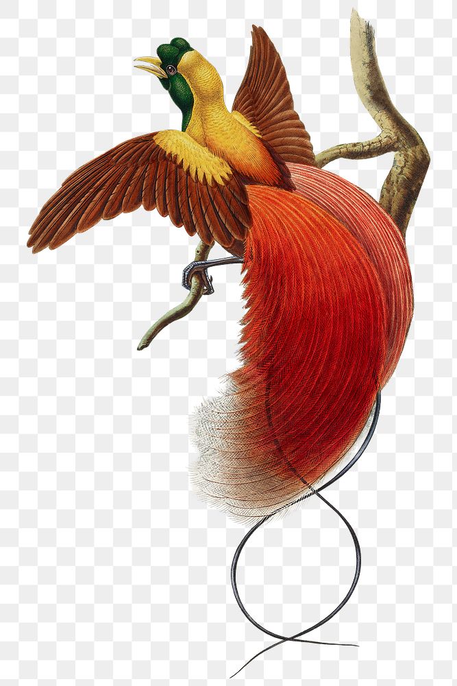 Red bird of paradise png animal art print, remixed from artworks by John Gould and William Matthew Hart