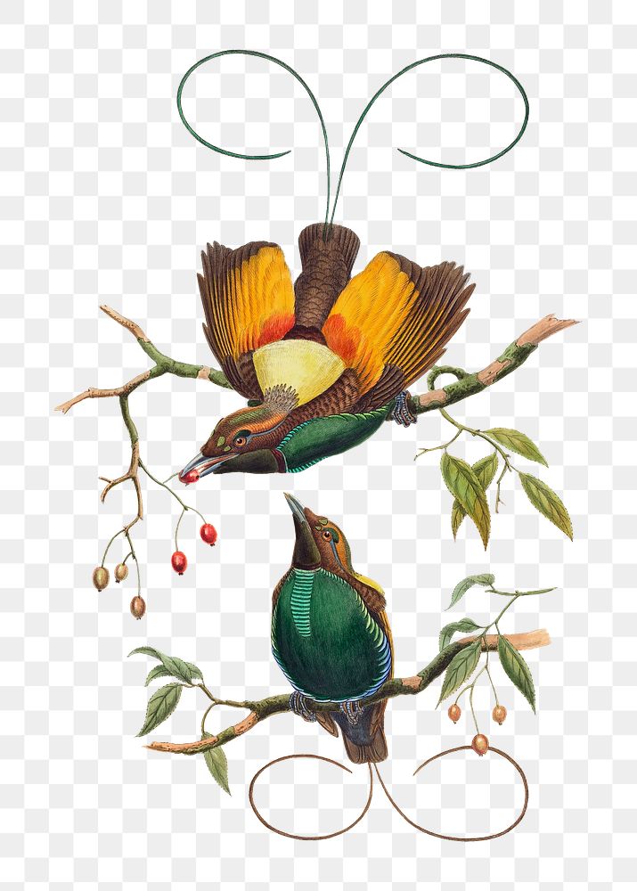 Magnificent bird of paradise png animal art print, remixed from artworks by John Gould and William Matthew Hart