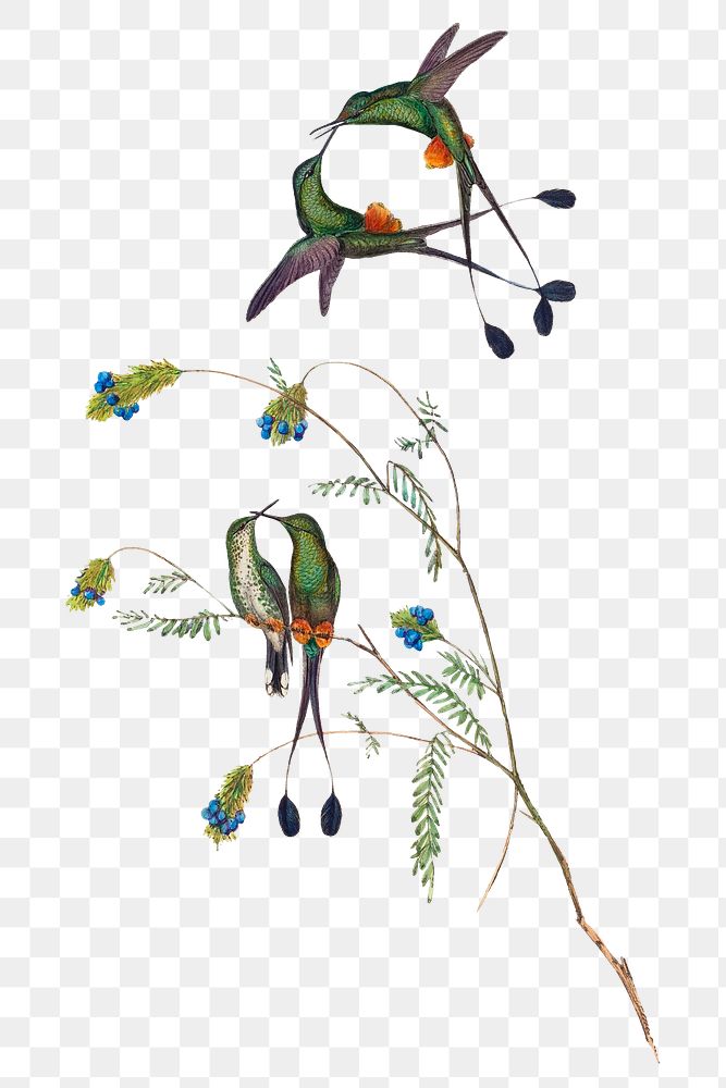 Hummingbirds png animal art print, remixed from artworks by John Gould and Henry Constantine Richter