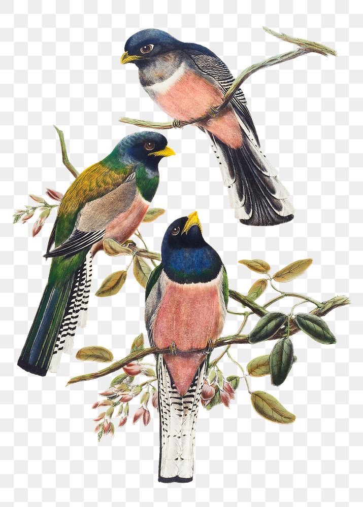 Trogon bird png animal art print, remixed from artworks by John Gould and William Matthew Hart