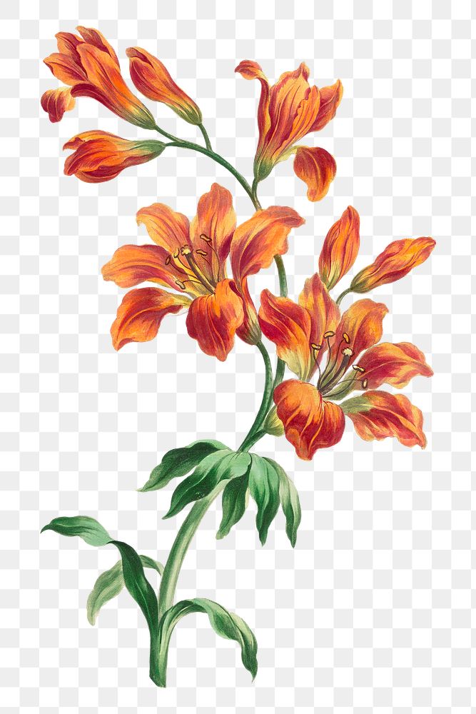 Orange lily png floral design element, remixed from artworks by John Edwards