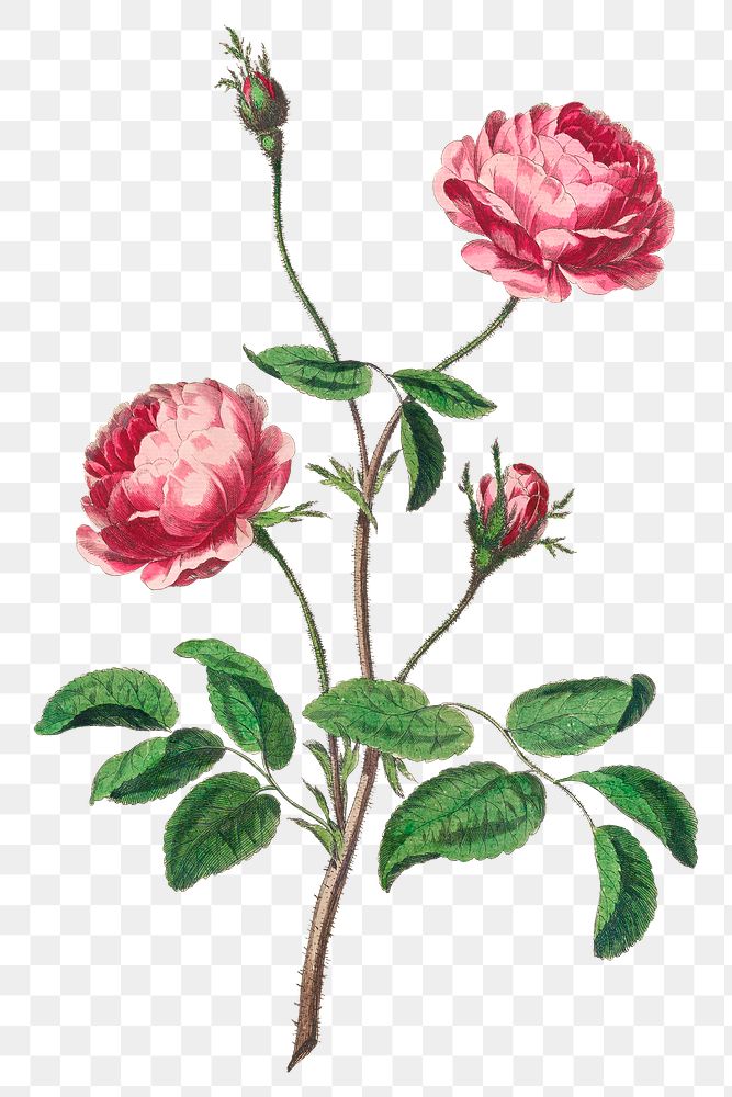 Pink rose png floral design element, remixed from artworks by John Edwards