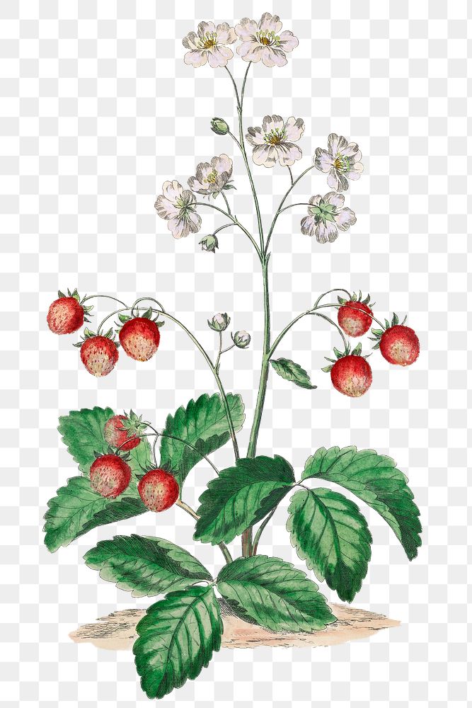 Strawberry png botanical design element, remixed from artworks by John Edwards