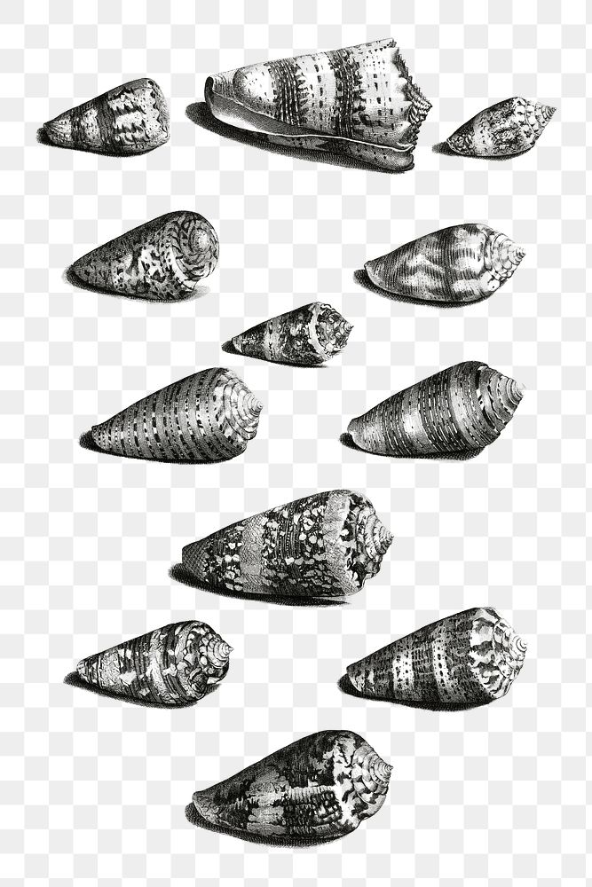 Twelve shells of various snail species vintage illustration transparent png