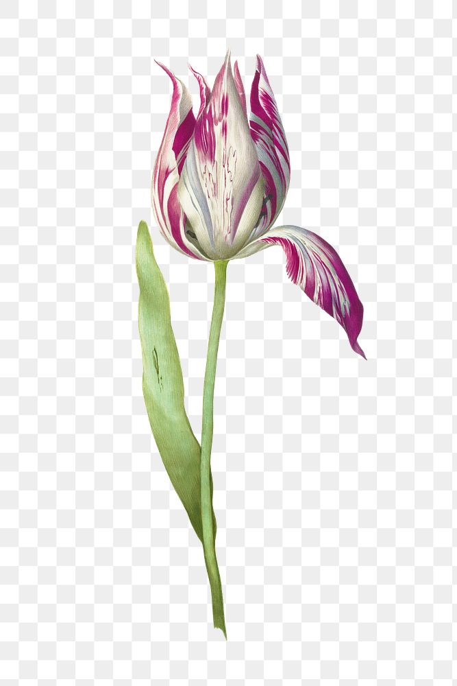 Single tulip flower botanical illustration transparent png