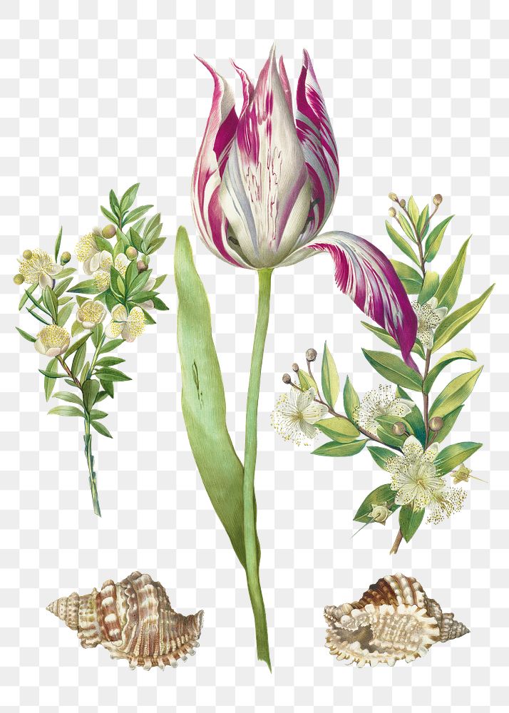 Tulip flower with two branches of myrtle and two shells vintage illustration transparent png
