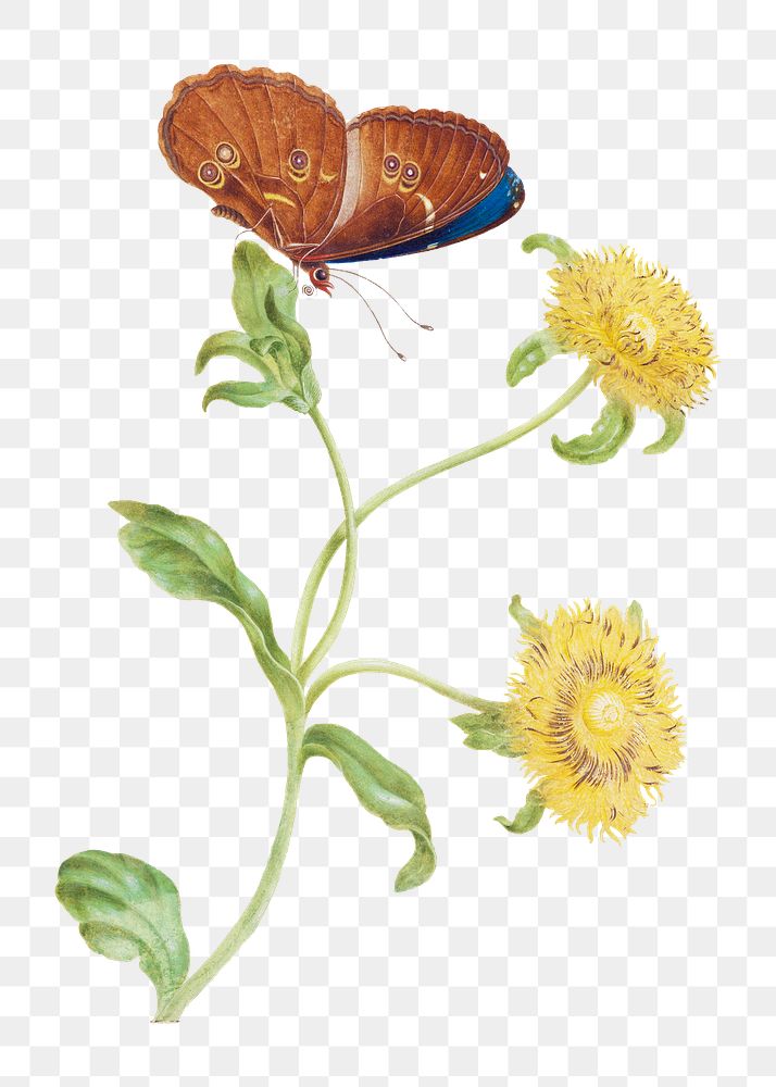 Butterfly on yellow flowers vintage illustration transparent png
