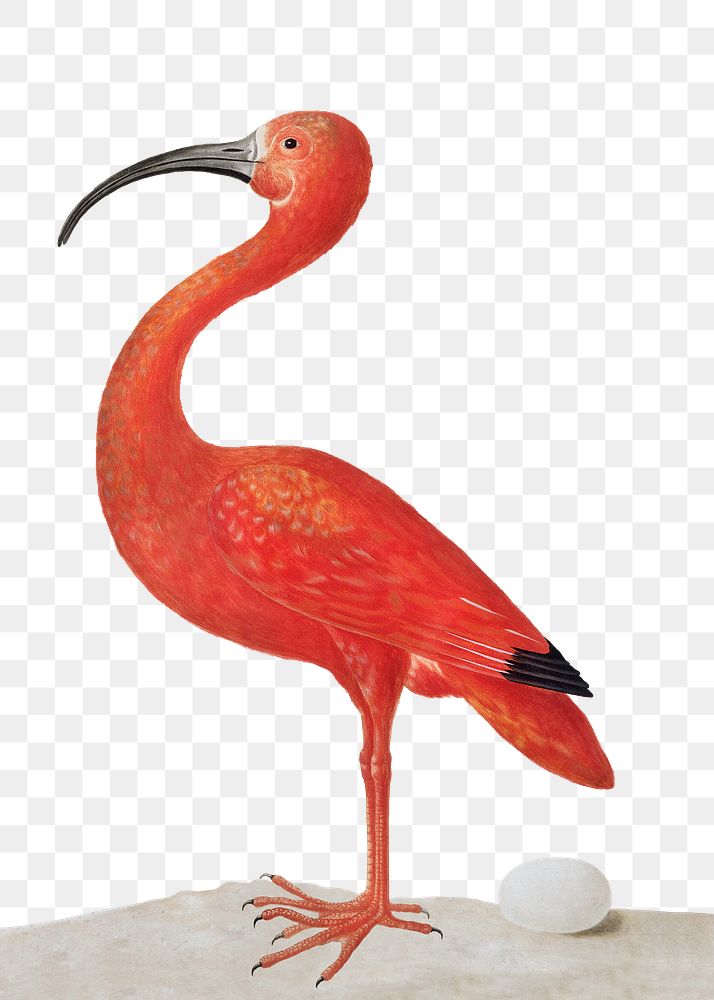 Scarlet ibis bird with an egg vintage illustration transparent png