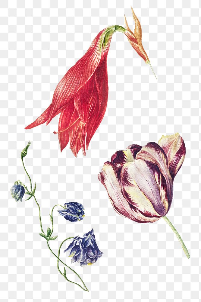 Set of fresh amaryllis, iris, and blue columbine flower design resource