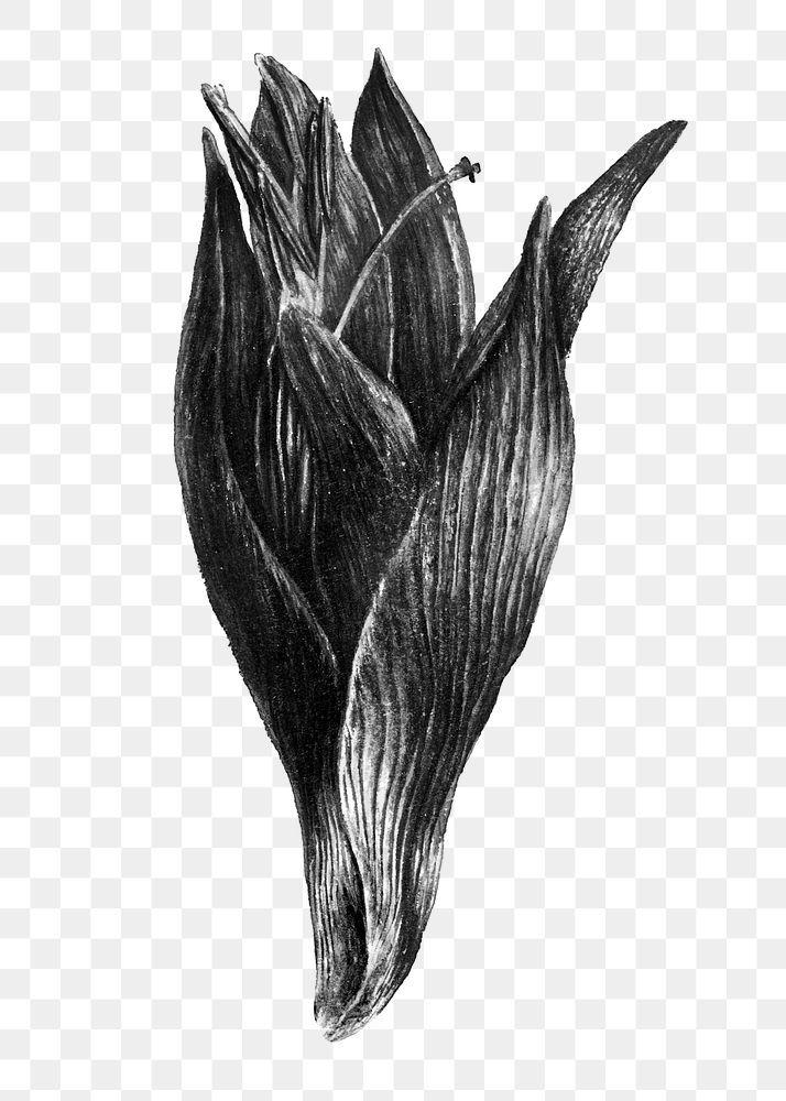 Monotone amaryllis flower design element
