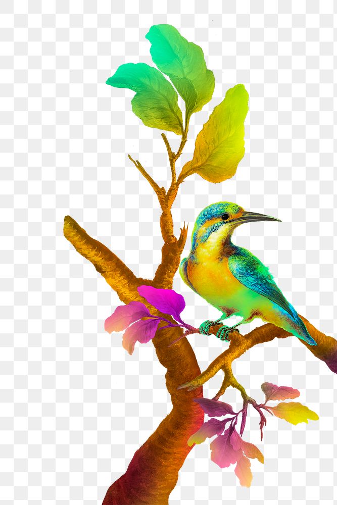 Colorful bird on branch transparent png