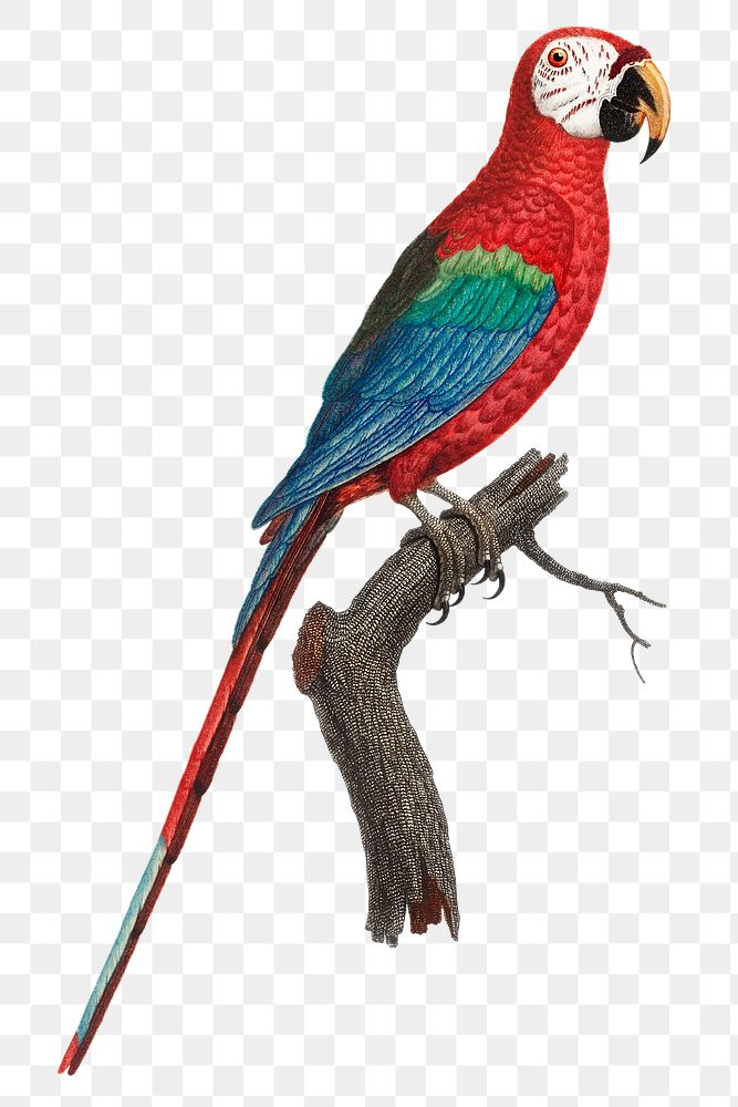 Scarlet Macaw vintage illustration png