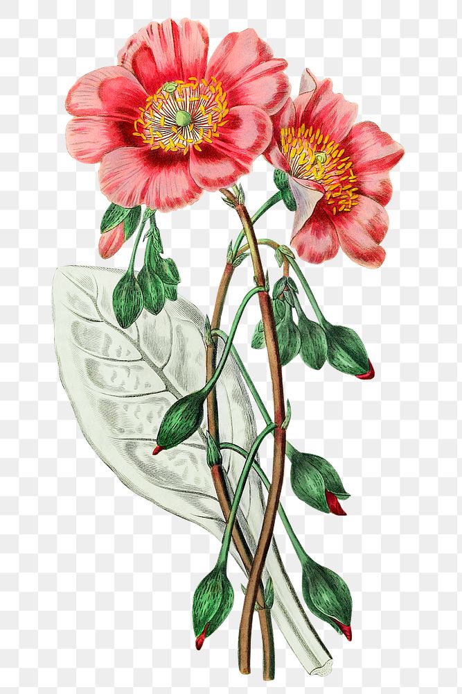 Pink calandrinia flower png vintage botanical illustration