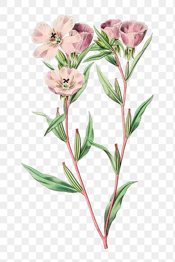 Pink amaryllis png spring flower botanical vintage illustration