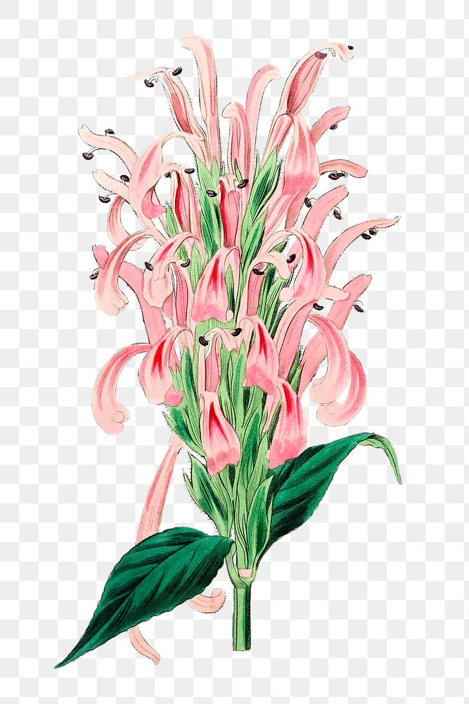 Pink Jacobinia Images | Free Photos, PNG Stickers, Wallpapers