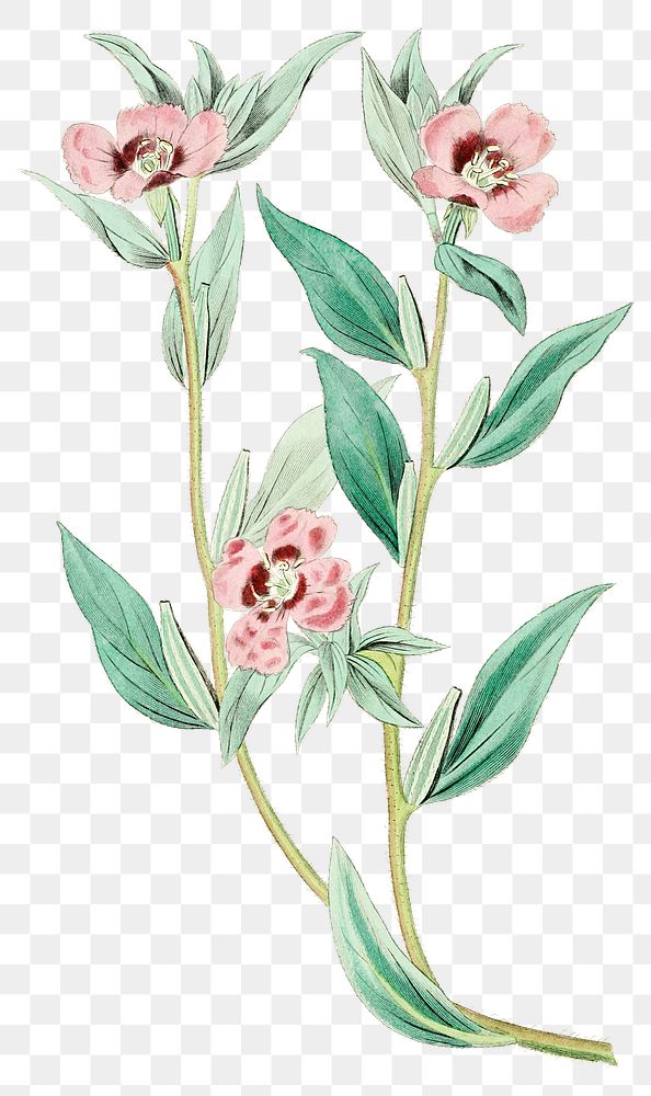 Pink oenothera flower png vintage botanical illustration