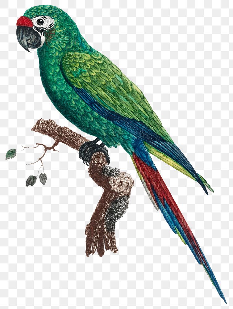Military macaw png bird illustration