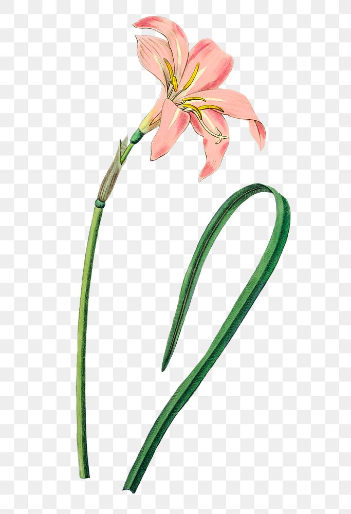 Blooming pink zephyranthes png hand drawn floral illustration