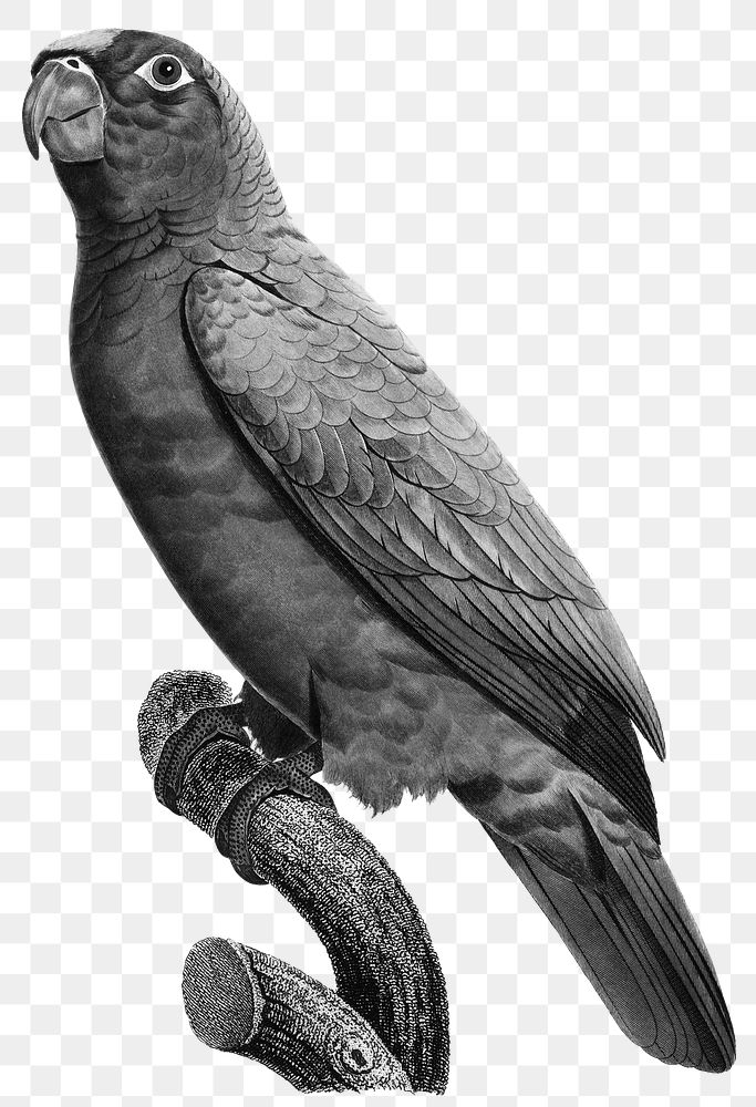 Png yellow crowned amazon parrot bird black and white illustration 