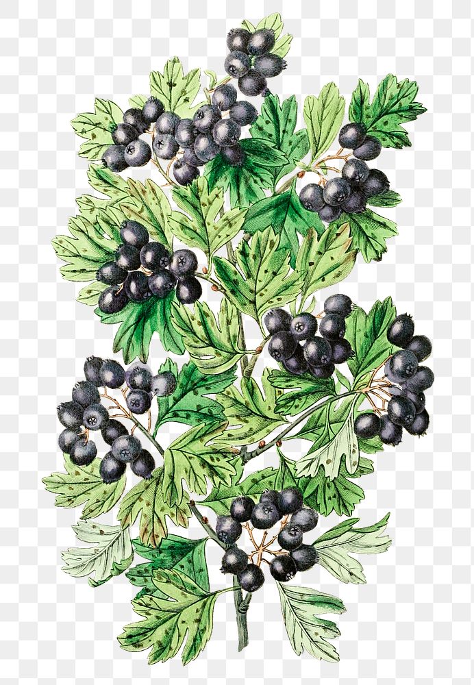 Black hawthorn flower png vintage botanical illustration