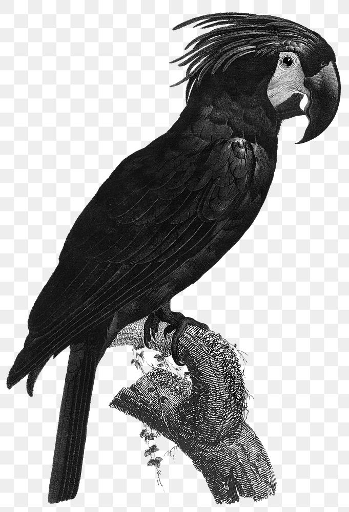 Goliath cockatoo bird png illustration