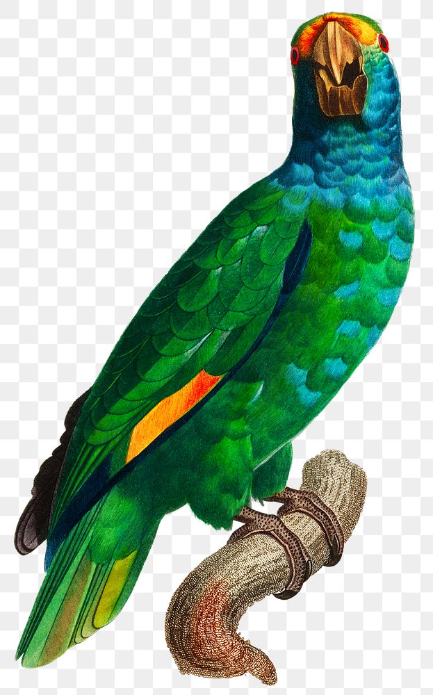 Dufresne's amazon exotic parrot png illustration