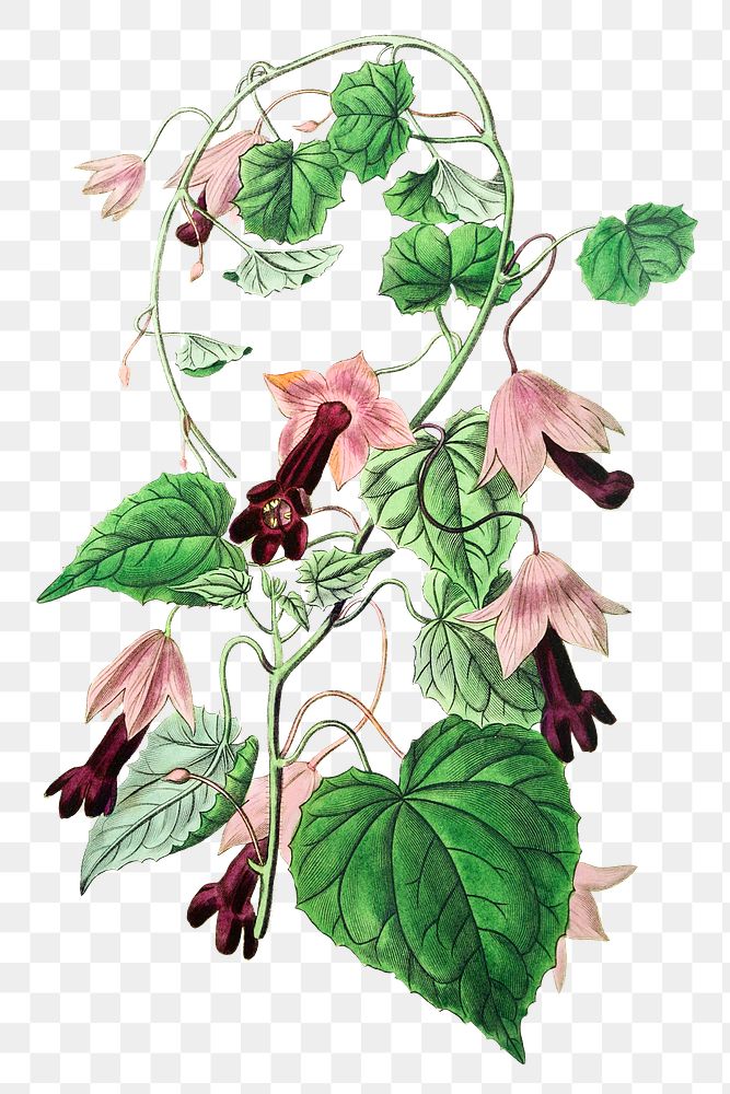 Purple bell vine flower png illustrated hand drawn