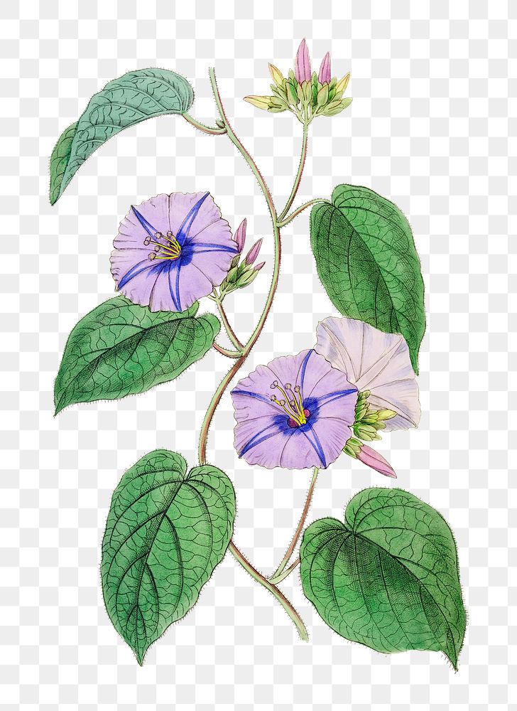 Purple jacquemontia flower png floral vintage illustration