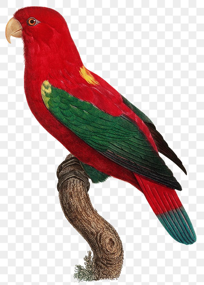 Chattering lory png bird illustration