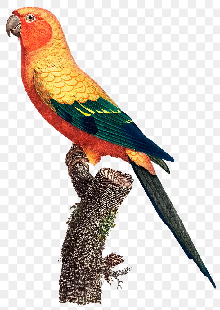 Sun Parakeet png bird illustration