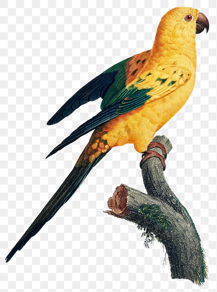 Sun Parakeet vintage bird png