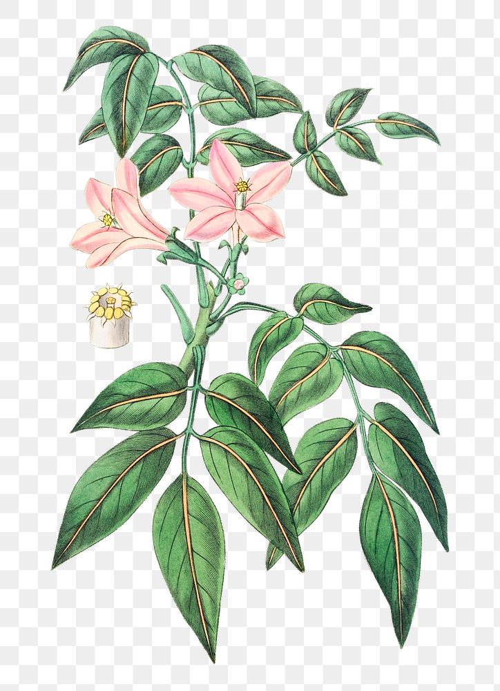Pink turraea flower png vintage botanical illustration