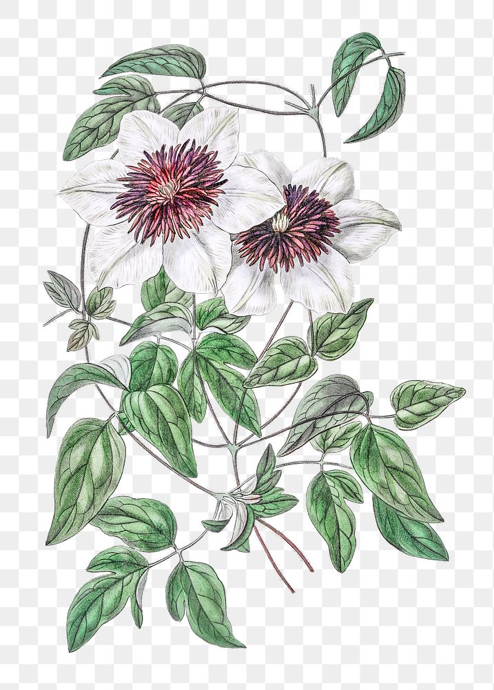 Clematis png summer flower botanical vintage illustration